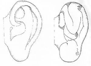 сходство формы уха с эмбрионом человека