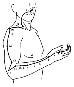 Меридиан толстого кишечника (GI)