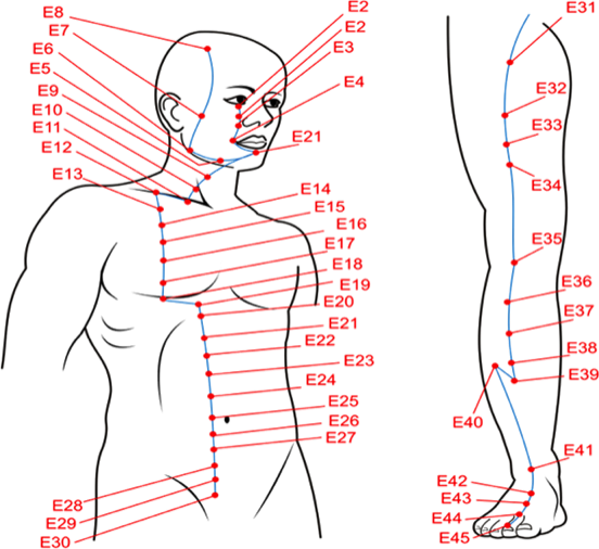 Меридиан желудка 