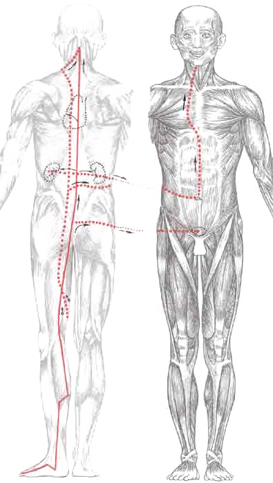 Ответвления основных ножных меридианов "великий ян" и "малый инь"
