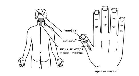 Точки соответствия шейному отделу позвоночника и эпифизу