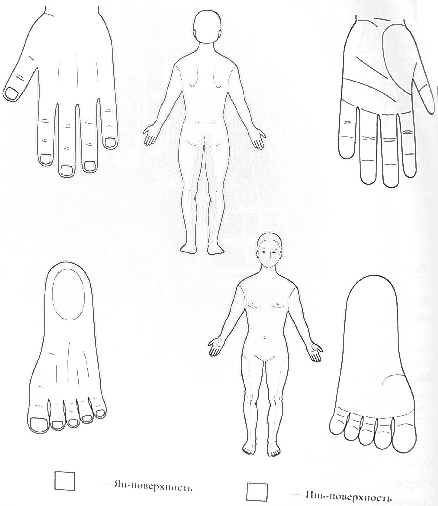 Проекции Инь и Ян поверхностей тела на кисти и стопу