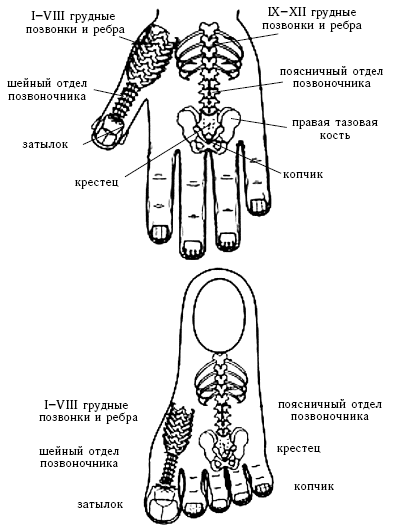 Система соответствия позвоночнику на кистях и стопах